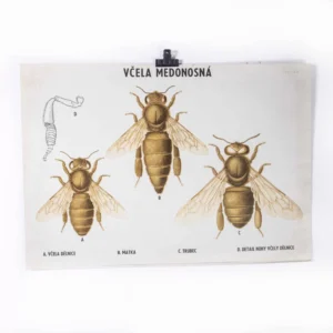 1970's Three Bees Educational Poster