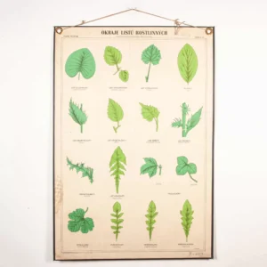 Early 20th Century Educational Chart - Rigid Chart Plant - Leaf Varieties