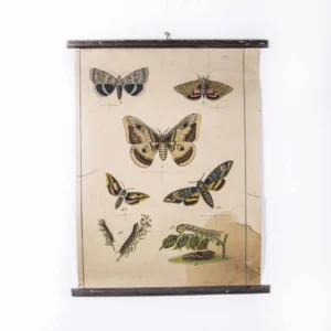 Early 20th Century Butterflies Educational Poster