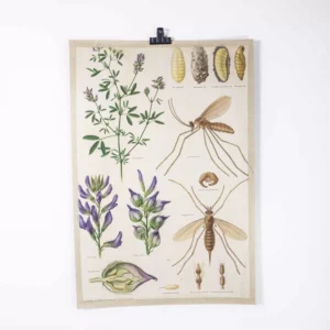 Educatieve poster over planten en muggen uit de jaren 60