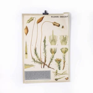 1970's Plant Educational Poster